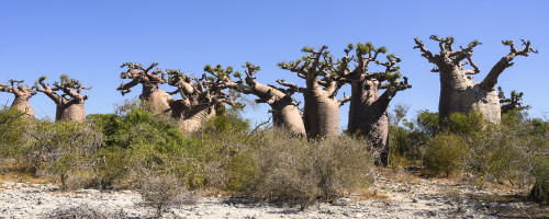 Von den weltweit 8 Baobabarten sind 7 auf Madagaskar zu finden, 6 davon endemisch   (Klicken zum öffnen)