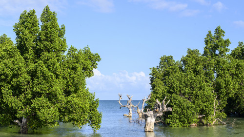 Mangroven bei der Famata Lodge südlich Toliara   (Klicken zum öffnen)