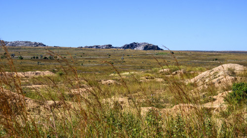 Steppenlandschaft ohne grosse Grasfresser   (Klicken zum öffnen)