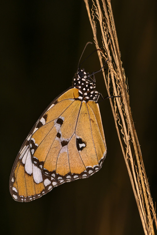 Monarch   (Klicken zum öffnen)