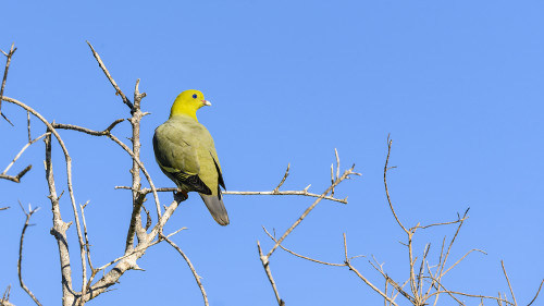 Grüne Taube (Madagskan green pigeon)   (Klicken zum öffnen)