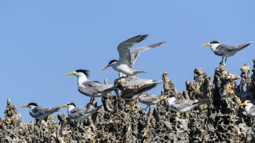 Vogelfelsen vor Ambatomilo   (Klicken zum öffnen)