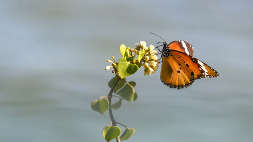 Monarch an Blüte   (Klicken zum öffnen)