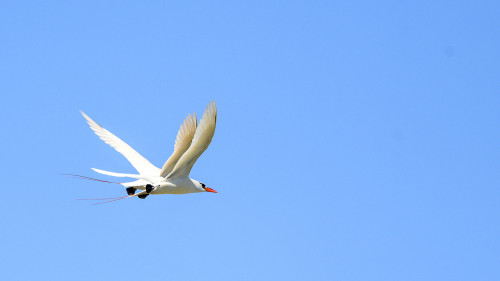 Doppelvogel...?   (Klicken zum öffnen)