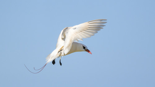 Diese Art von Seeschwalben ist endemisch auf der Insel Nosy Ve   (Klicken zum öffnen)