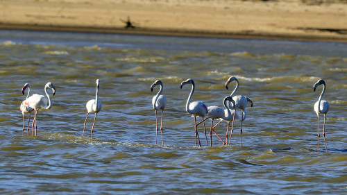 Flamingo-Kolonie bei St. Augustin   (Klicken zum öffnen)