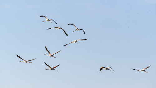 Flamingo-Takeoff   (Klicken zum öffnen)