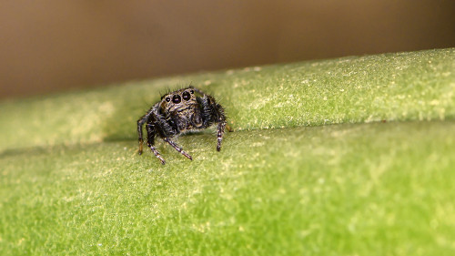 Winzige Spinne mit bösem Blick   (Klicken zum öffnen)