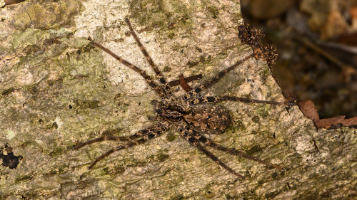 Gut getarnte Spinne   (Klicken zum öffnen)