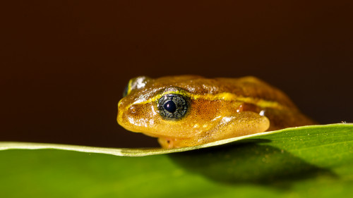 Dieser kleine Kerl ist nur ca. 2 cm gross   (Klicken zum öffnen)