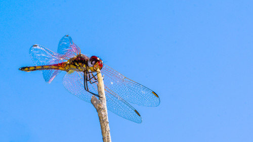 Prächtige Libelle   (Klicken zum öffnen)