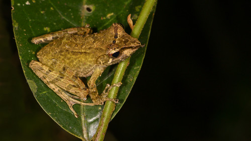 Auf Madagaskar gibt es nur endemsiche Frösche   (Klicken zum öffnen)