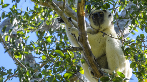 Sifakas fallen durch ihr weisses Fell auf   (Klicken zum öffnen)