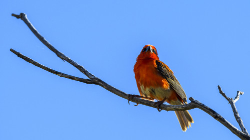 Roter Webervogel   (Klicken zum öffnen)