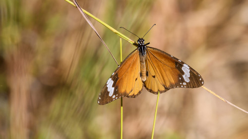 Monarch   (Klicken zum öffnen)