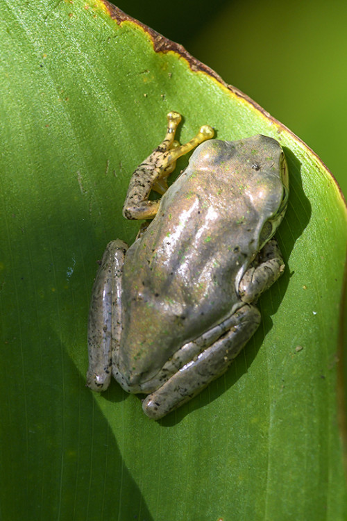 Eine von rund 300 Froscharten   (Klicken zum öffnen)