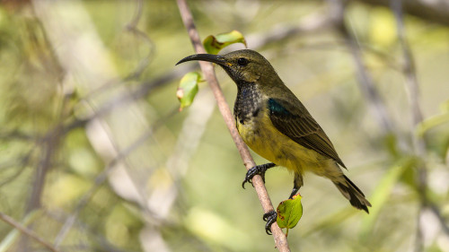 Sunbird   (Klicken zum öffnen)