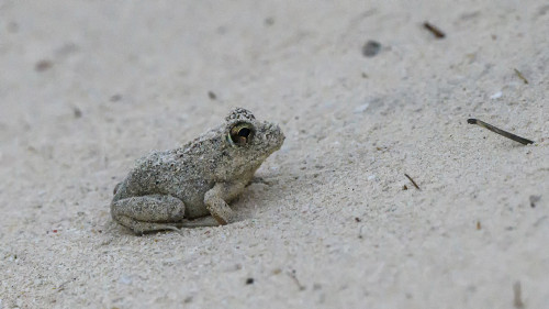 Gut getarnter kleiner Frosch (ca. 4 cm gross)   (Klicken zum öffnen)