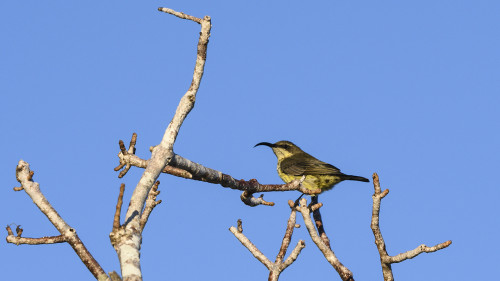 Sunbird   (Klicken zum öffnen)