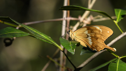 Monarch   (Klicken zum öffnen)