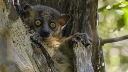 Junger Lemur in der Baumhöhle   (Klicken zum öffnen)