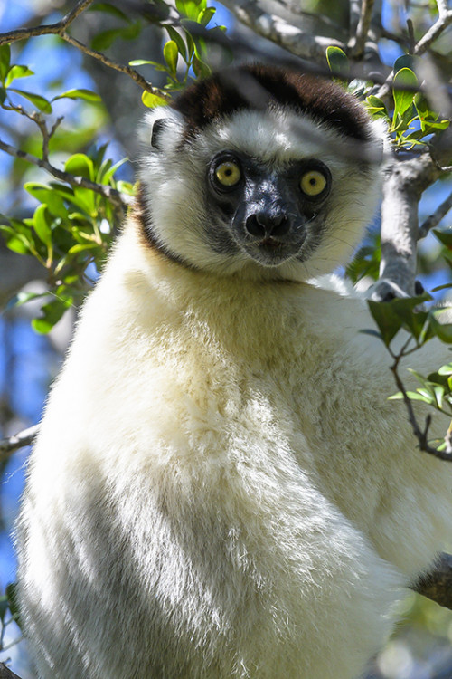 Neugieriger Sifaka   (Klicken zum öffnen)