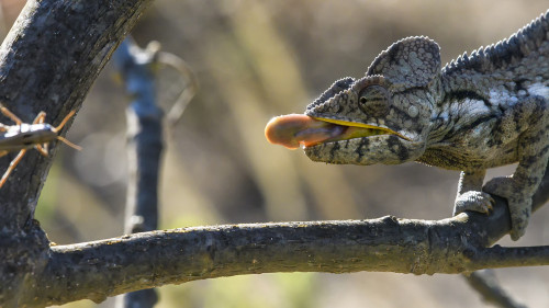 Chamäleons sind bei der Jagd hoch erfolgreich, fast jeder Schuss ist ein Treffer   (Klicken zum öffnen)