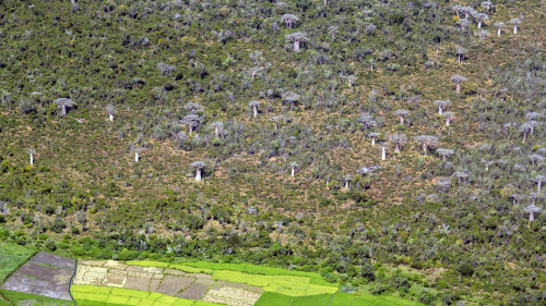 Die ersten Baobabs...   (Klicken zum öffnen)