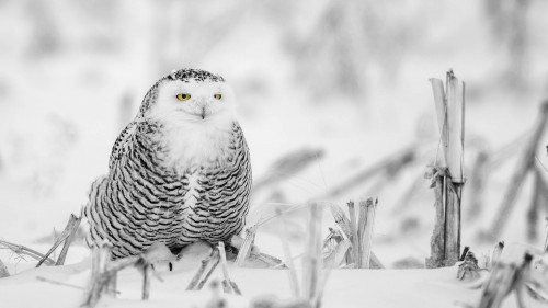 Schwarz-weiss mit belassenen Augen   (Klicken zum öffnen)