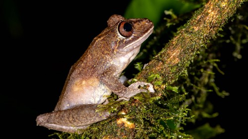 Eine von vielen Froscharten   (Klicken zum öffnen)