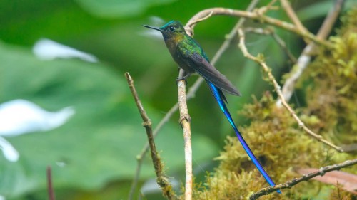 Es gibt 152 Arten von Kolibiris in Ecuador   (Klicken zum öffnen)