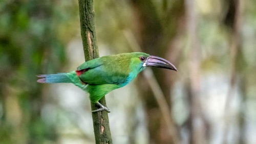 Tucan - Blutbürzelassari   (Klicken zum öffnen)