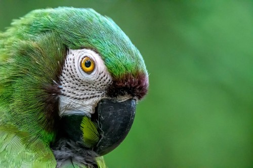 Red-bellied Macaw - Rotbauchara   (Klicken zum öffnen)