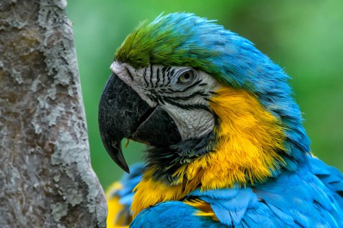 Blue-and-yellow Macaw - Gelbbrustara   (Klicken zum öffnen)