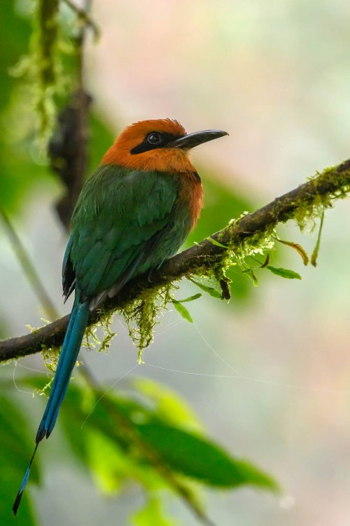 Motmot   (Klicken zum öffnen)