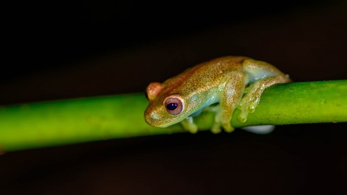 Mashpi Frog   (Klicken zum öffnen)