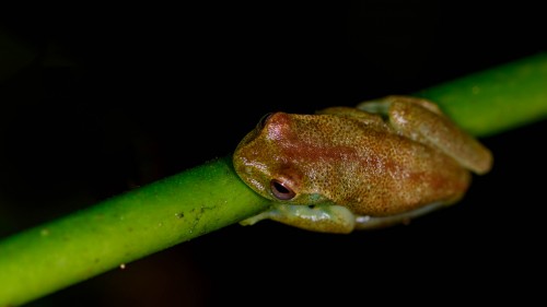 Mashpi Frog; endemisch, ca. 3 cm gross   (Klicken zum öffnen)