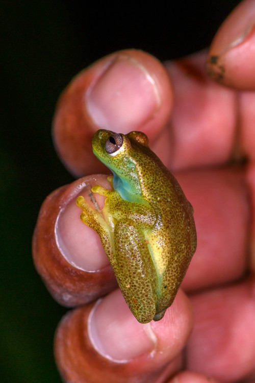 Mashpi Frog, endemisch   (Klicken zum öffnen)