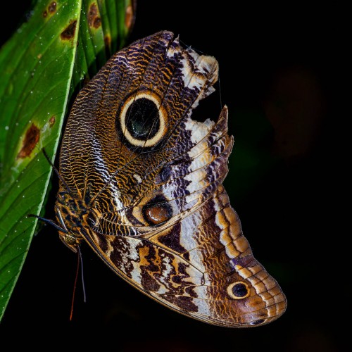 Giant Owl Butterfly - Eulenfalter   (Klicken zum öffnen)