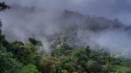 Nicht umsonst heisst er Wolken- und Nebelwald   (Klicken zum öffnen)