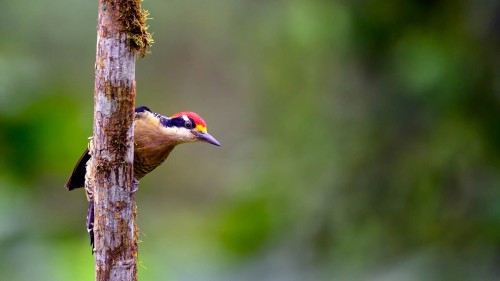 Great spotted Woodpecker, Buntspecht   (Klicken zum öffnen)