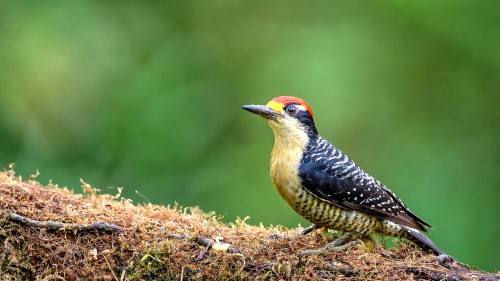 Great spotted Woodpecker, Buntspecht   (Klicken zum öffnen)