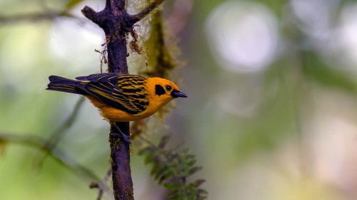 Golden Tanager   (Klicken zum öffnen)