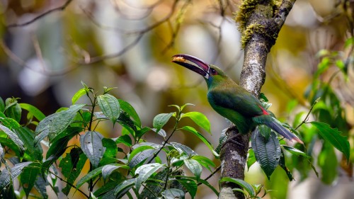 Crimson rumped Tucan   (Klicken zum öffnen)