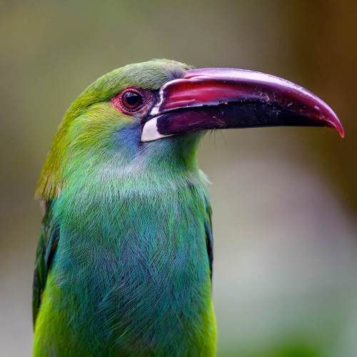 Crimson rumped Tucan - Blutbürzelassari   (Klicken zum öffnen)