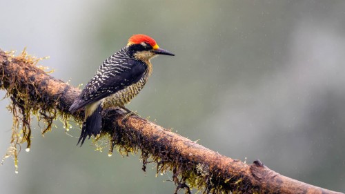 Buntspecht im Regen   (Klicken zum öffnen)