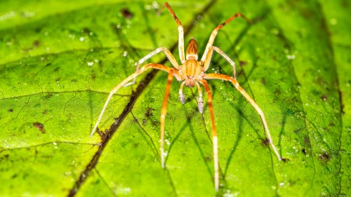 Es gibt viele verschiedene Arten von Spinnen im Regenwald   (Klicken zum öffnen)