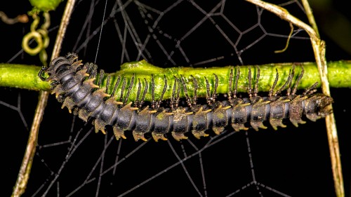 Millipede, Tausendfüssler   (Klicken zum öffnen)