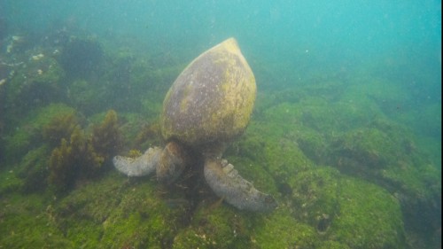 Das Schnorcheln mit Meeresschildkröten gehört zu den eindrücklichsten Erlebnissen   (Klicken zum öffnen)