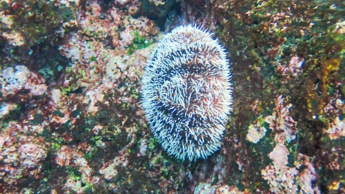 See-Igel   (Klicken zum öffnen)